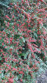 Full frame shot of red flowering plants