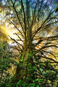 Low angle view of tree against sky