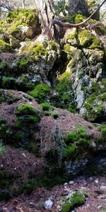 Stream flowing through rocks in forest