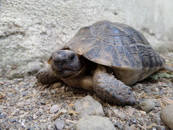 Close-up portrait of tortoise on beach