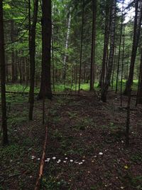 Trees growing in forest