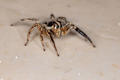 Close-up of spider