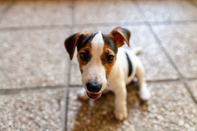 High angle portrait of dog on footpath