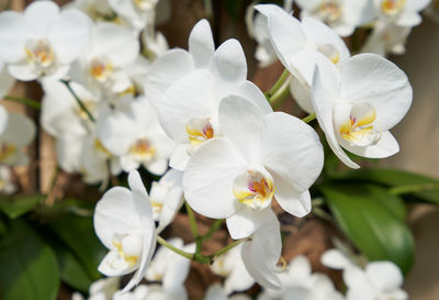Close-up of white flowering plant