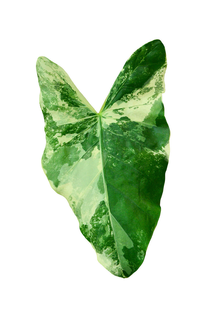 CLOSE-UP OF LEAF OVER WHITE BACKGROUND