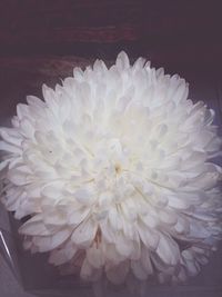 Close-up of white flowers