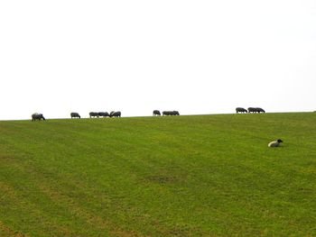 Cows grazing on field against clear sky