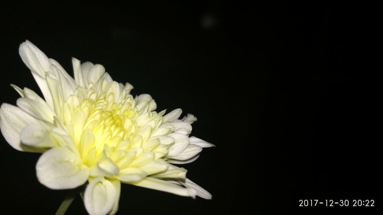 CLOSE-UP OF YELLOW FLOWERS AGAINST BLACK BACKGROUND