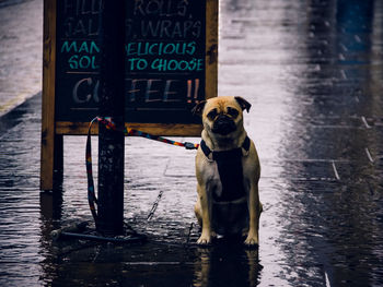 Dog waiting on street