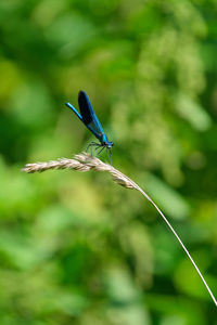 Banded demoiselle sitting on a plant