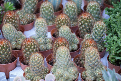 High angle view of succulent plants in market