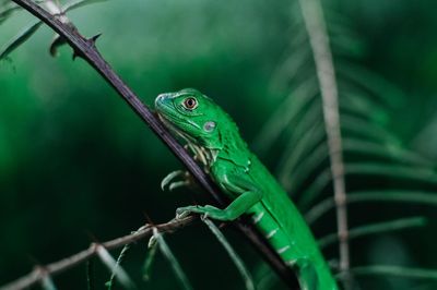 Close-up of lizard on tree