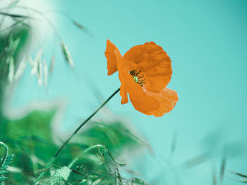 Close-up of orange butterfly on plant