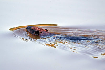 High angle view of beaver swimming in lake