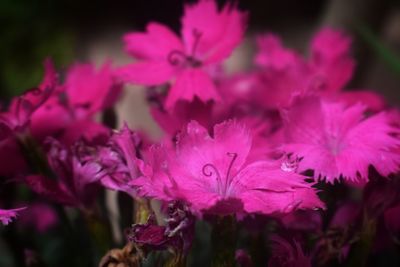 Close-up of pink flowers