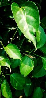 High angle view of green leaf