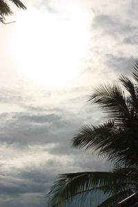 Low angle view of palm tree against sky