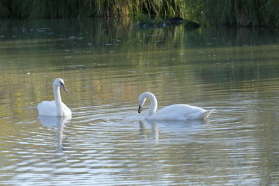 Swans swimming in lake