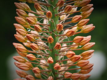 Close-up of flowering plant