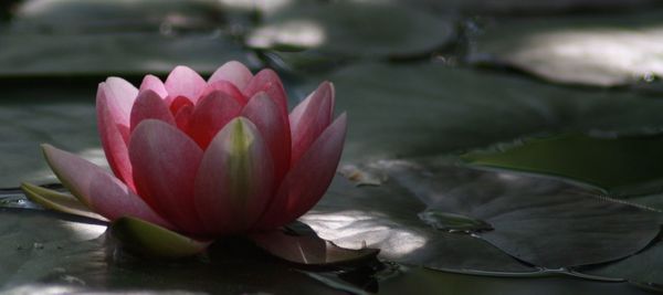 Close-up of lotus water lily in pond