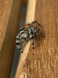 Close-up of spider on wood