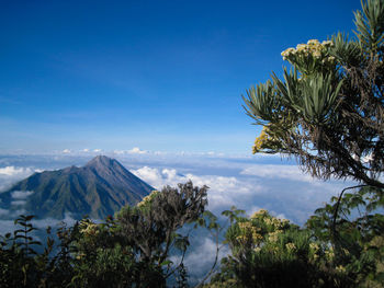 Panoramic view of mount merapi in yogyakarta, indonesia