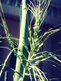 Low angle view of plants