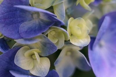 Close-up of purple flowers