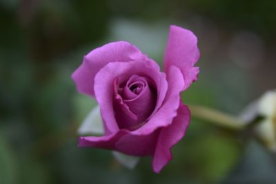 Close-up of pink rose