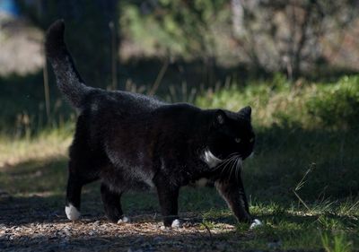 Black cat standing on field