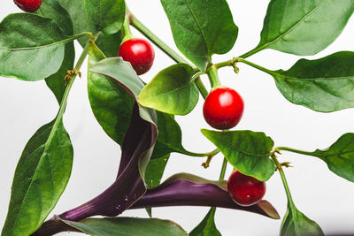 Close-up of cherries growing on tree