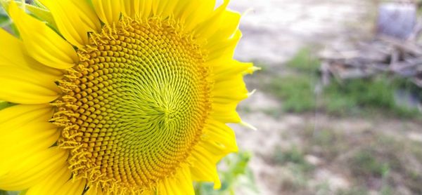 Close-up of yellow sunflower on plant