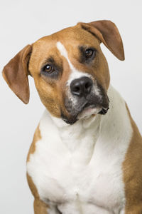 Close-up portrait of dog against white background