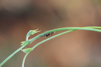 Close-up of insect on plant