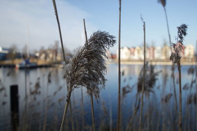 Close-up of plants against lake