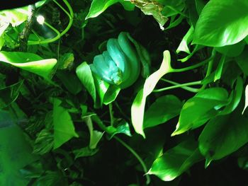 Full frame shot of green leaves