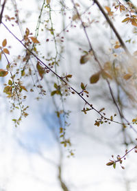 Close-up of cherry blossoms in spring