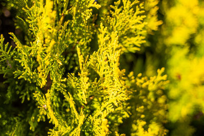 Full frame shot of plants