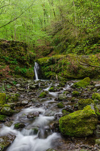 Scenic view of waterfall in forest