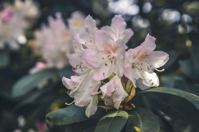 Close-up of flowering plant