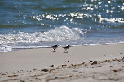 Bird on beach