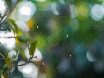 Close-up of spider on web
