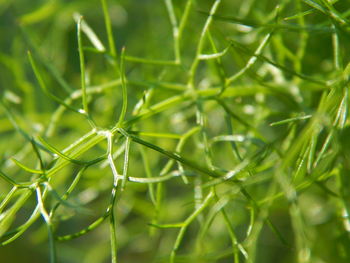 Full frame shot of herb growing outdoors