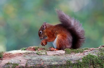 Squirrel eating outdoors