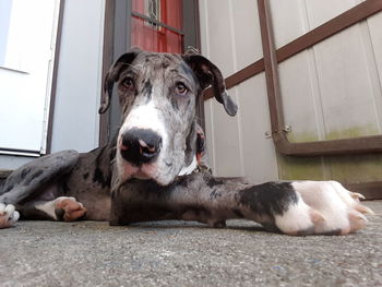 Portrait of dog resting on floor at home