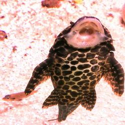 Close-up of lizard