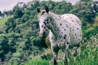 Horse on field