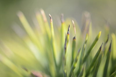 Close-up of plant growing on field