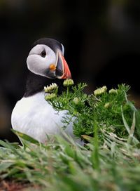 Close-up of puffin
