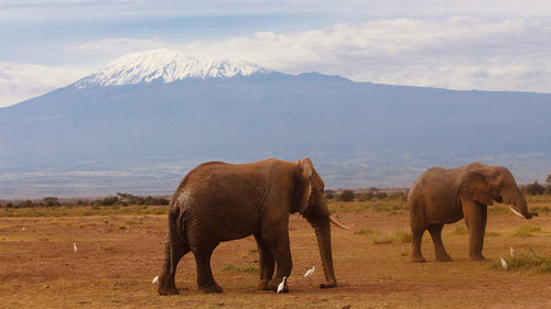 Elephants in amboseli national park with mt. kilimanjaro in the background